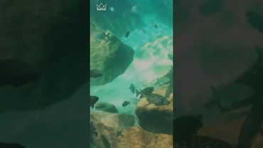 Swimming In Crystal Clear Waters With #Manatees #Ocean #Nature #Shorts