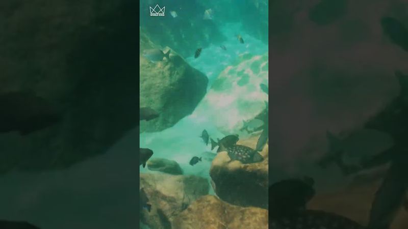 Swimming In Crystal Clear Waters With #Manatees #Ocean #Nature #Shorts