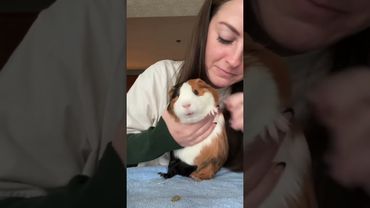 Funny guinea pigs 😂😂#guineapig #funny #funnyvideo #fyp