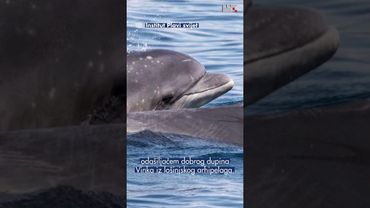 U Jadranu prvi put satelitski označen dobri dupin