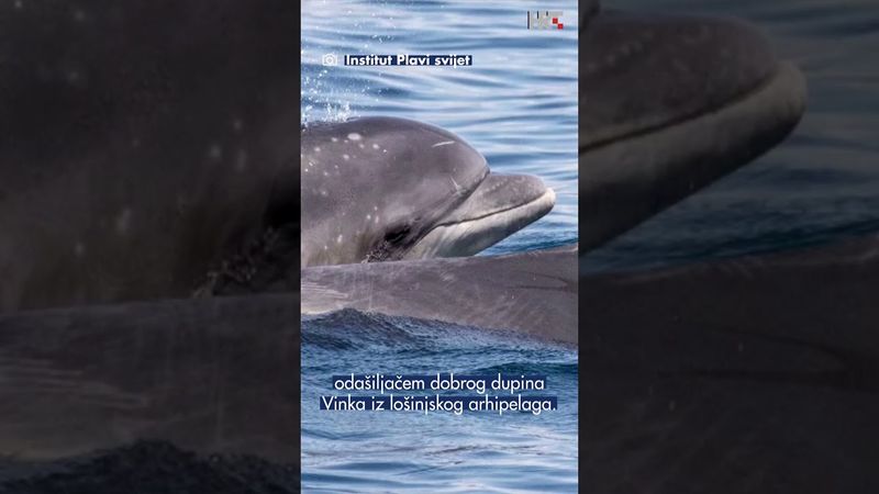 U Jadranu prvi put satelitski označen dobri dupin
