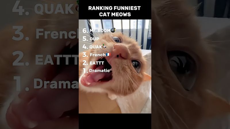 wait till the end😂 #funny #shorts #cats