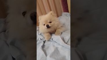 Сокровище проснулось (ночью был сердечный приступ).