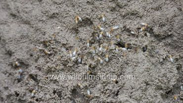 Deemak or Termites crawl all over a termite ant hill in the Indian monsoon rainy season