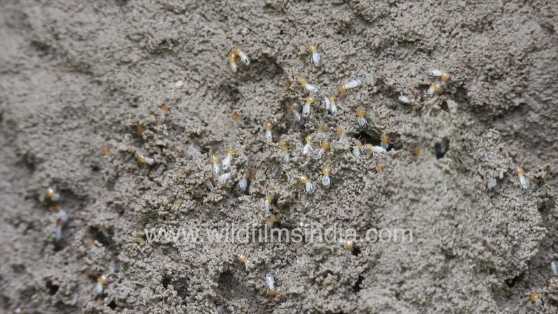 Deemak or Termites crawl all over a termite ant hill in the Indian monsoon rainy season