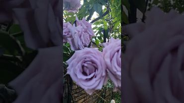 Індіголетта (Indigoletta) 🌹💜