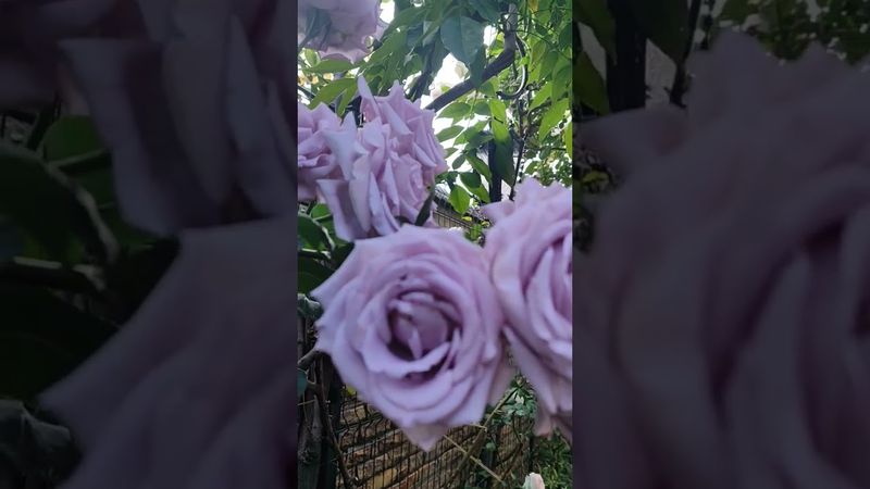 Індіголетта (Indigoletta) 🌹💜