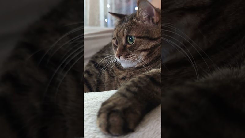 Умение 🙀😉🤗🤣 #cat #кот #юмор #котушка #приколы #котик #цитаты