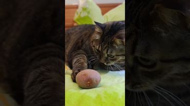 Докатился 🙀🤔😉🤣 #cat #кот #юмор #котушка #приколы #цитаты#мем