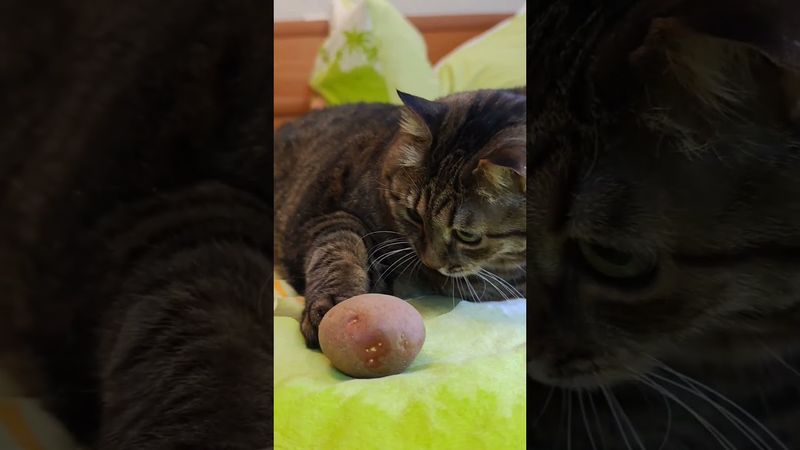 Докатился 🙀🤔😉🤣 #cat #кот #юмор #котушка #приколы #цитаты#мем