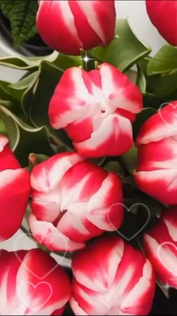 TikTok video #7042816911591197954