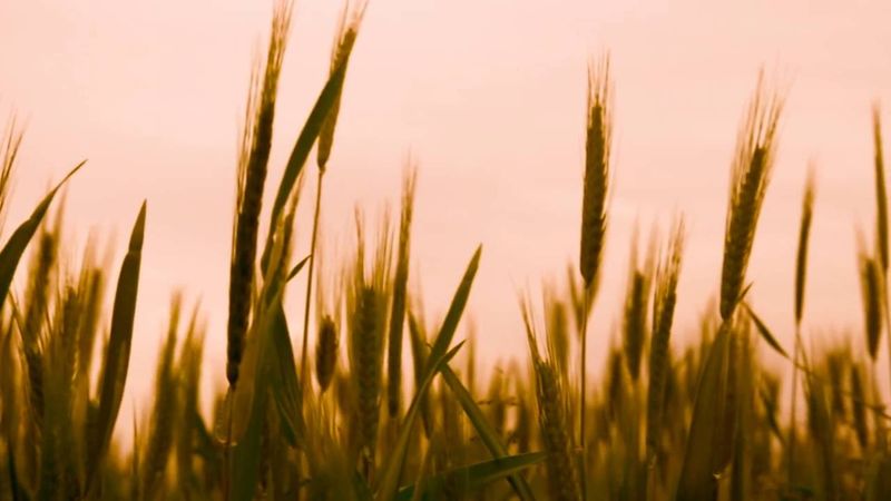 ЗАКАТ в ПОЛЕ Футаж