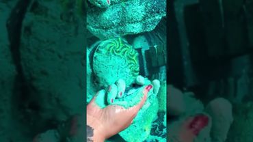 Dusty Green BSN Reformed Chalk 💚