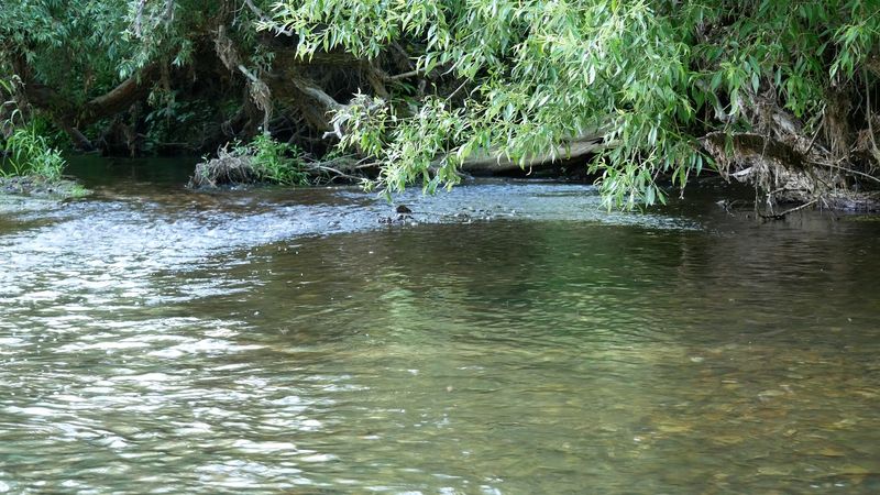 Футаж красивая лесная речка