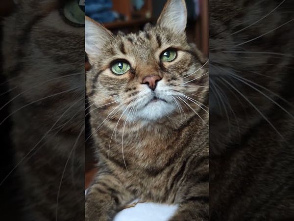 Идеальная жена 😻🤗😉🤣 #cat #кот #юмор #котушка #приколы #цитаты