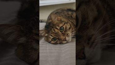 Аллергия 🙀🫢🤫🤣 #cat #кот #юмор #котушка #приколы #цитаты