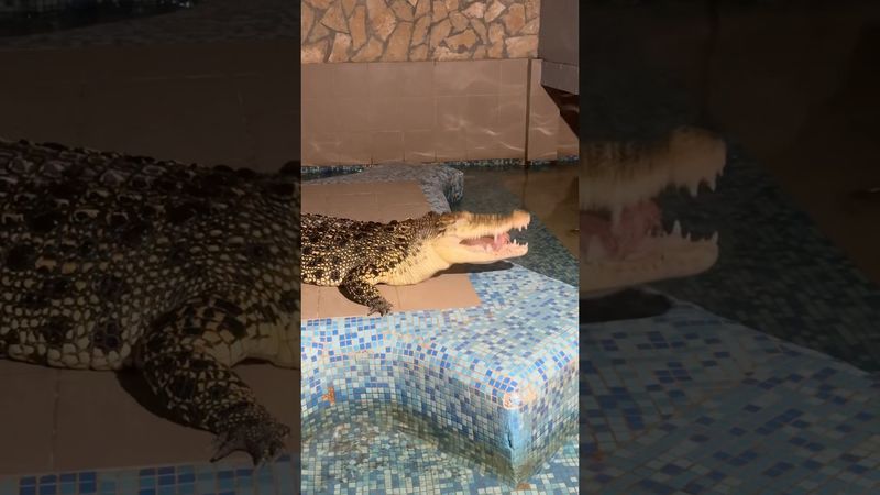 Поймал и сожрал 😱