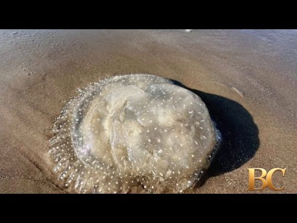 Invasive jellyfish swarm Texas beaches, causing new concerns