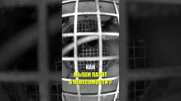 75 мышей на борту биоспутника «Бион-М» чувствуют себя комфортно