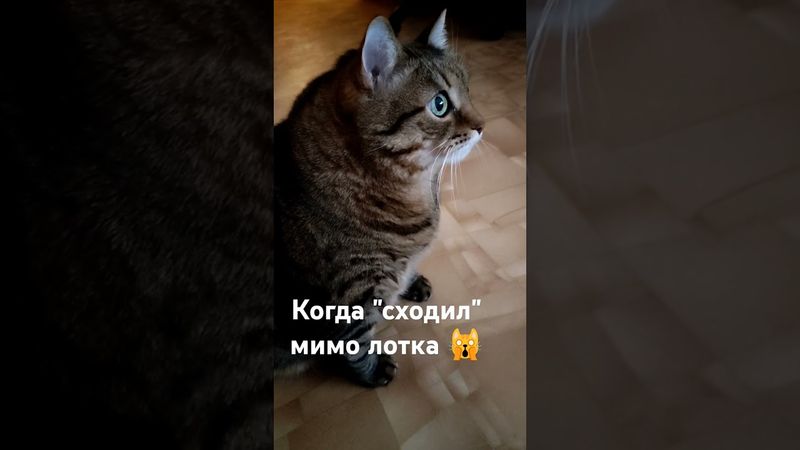 Никогда 🤫🙀☝️🤣 #cat #кот #котушка #юмор #приколы #цитаты
