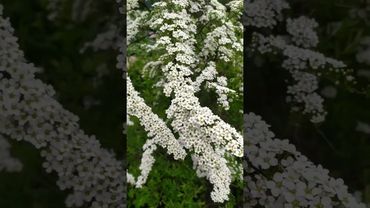 Зацвела спирея серая Грефшейм.