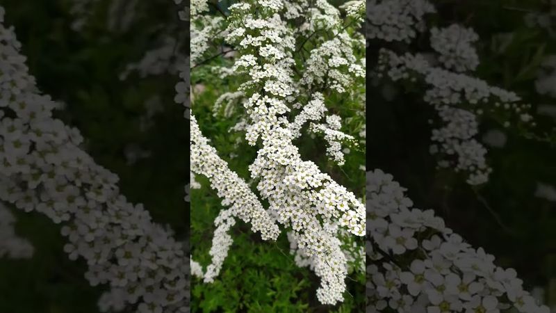 Зацвела спирея серая Грефшейм.