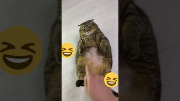 Все толстые коты - веселые