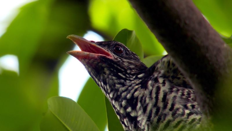 This demure brown banded bird hiding in a tree's foliage is the shy female partner of the Asian Koel