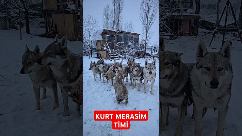 MUHTEŞEM KURTLARLA SIRA DIŞI AĞIR ÇEKİM. KIŞIN GÜZELLİĞİ VE YAĞAN KARLA  UYUM İÇİNDE DEĞİL Mİ ?