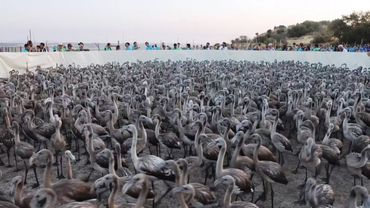 Фламинго после двух лет засухи снова гнездятся в испанской лагуне