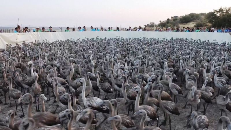 Фламинго после двух лет засухи снова гнездятся в испанской лагуне
