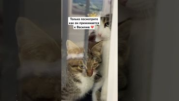 Кот привёл котёнка. Продолжение истории с дикой кошечкой #коты #cat