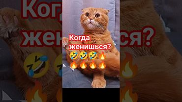 кот Бисквит и женитьба #юмор #веселыекоты #видосыоткота #cat #кот #котики #прикольныекоты