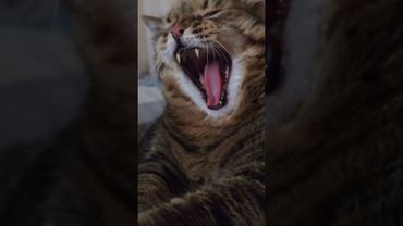 Тратить с умом 💸😼🤔🤣 #cat #кот #юмор #котушка #приколы #цитаты #смех