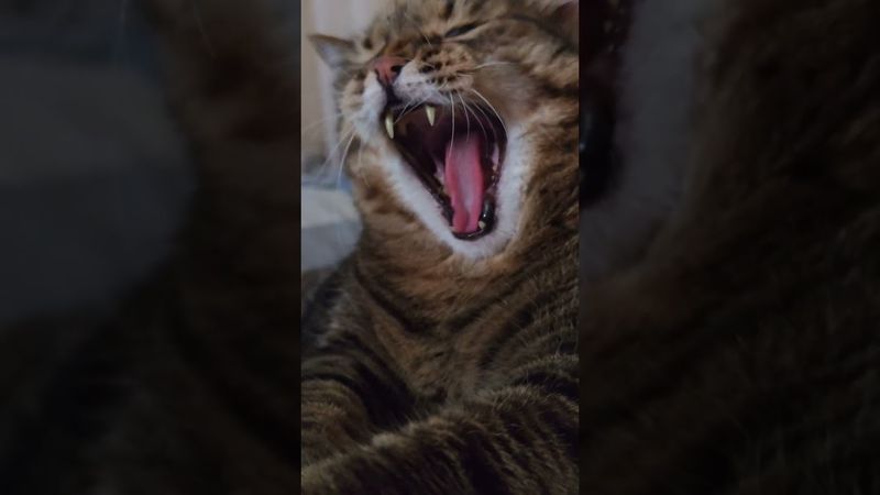 Тратить с умом 💸😼🤔🤣 #cat #кот #юмор #котушка #приколы #цитаты #смех