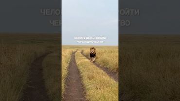 #Философия #Мотивация #Цитаты #Львы #Shorts