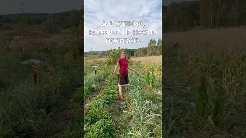 Топ 3 растения без полива!