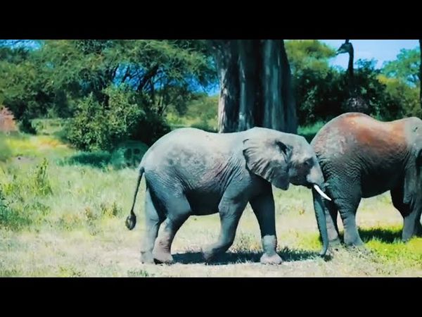 Animals & Wildlife 4K ULTRA HD • Relaxing Music and Nature Sounds 4K TV