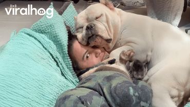 Dogs Are Just Hilarious 🐶 Funny Dog Videos || ViralHog