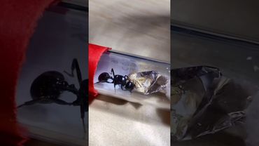 الملكة المجرمة !