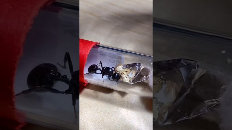 الملكة المجرمة !