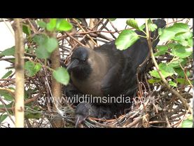 Papa Crow sits on eggs in hot Delhi summer sun, next to busy Dilli flyover with noisy traffic