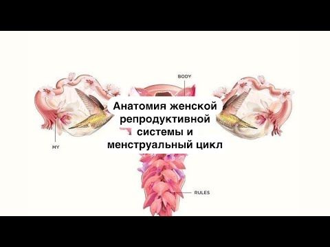 Анатомия женской репродуктивной системы и менструальный цикл // Лекции для студентов // АиГ