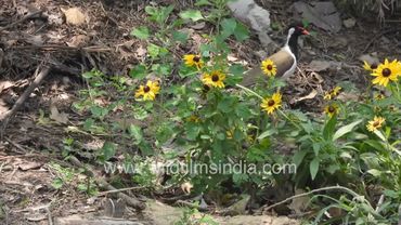 Mother Red-wattled Lapwing shepherds her little chicks, much concern and panic for their well being