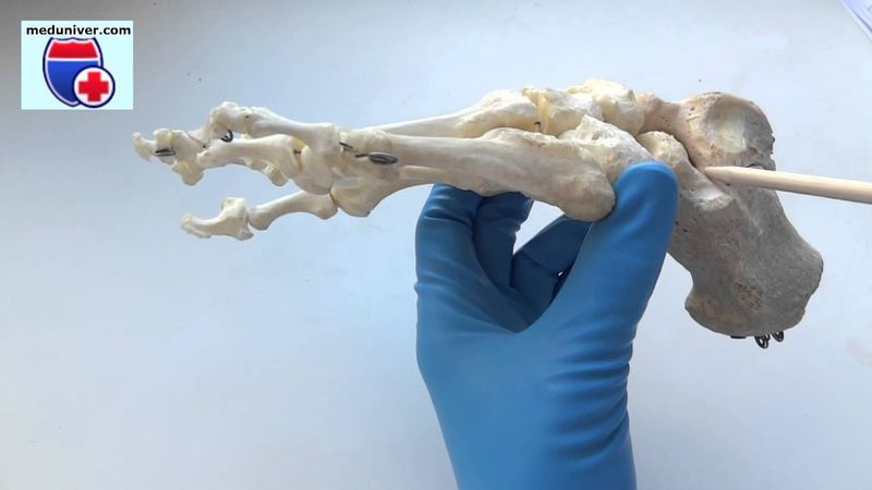 Анатомия костей стопы (pes, pedis) - meduniver.com