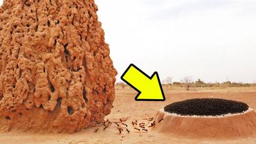 Правила Смерти у Насекомых