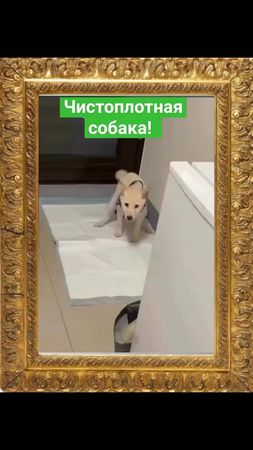 TikTok video #7508001783222996230