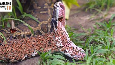 Эти Муравьи Поедают Змеи и Скорпионов и Всё Что Движется Рядом.
