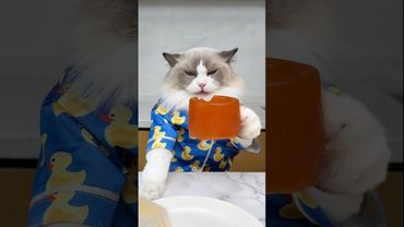 You can’t keep Puff off the sweets #thatlittlepuff #sweets