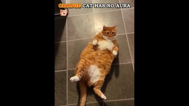 Orange Cats Has No Aura🐱✨#shorts #cat #orangecat #trolledit #phonk #catshorts #aura #viral #edit #us